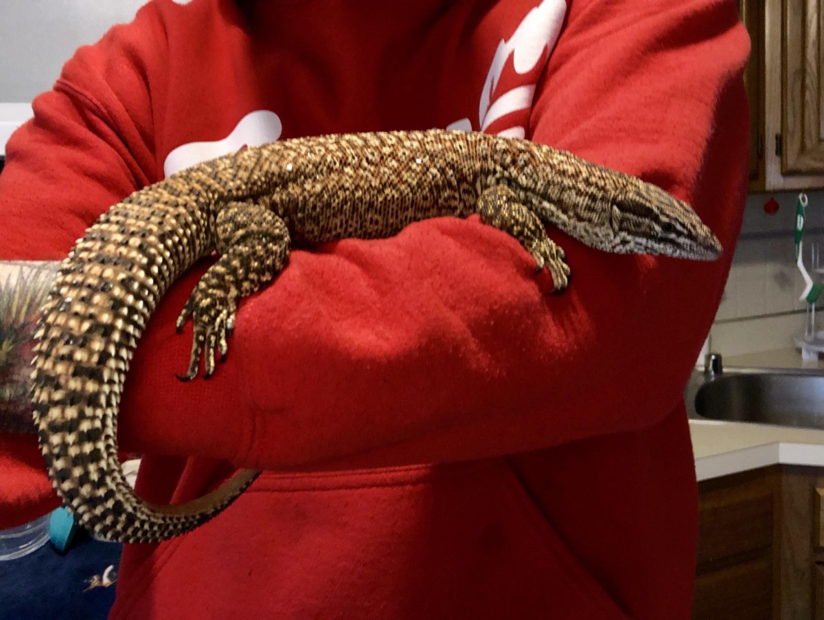 Синий Варан