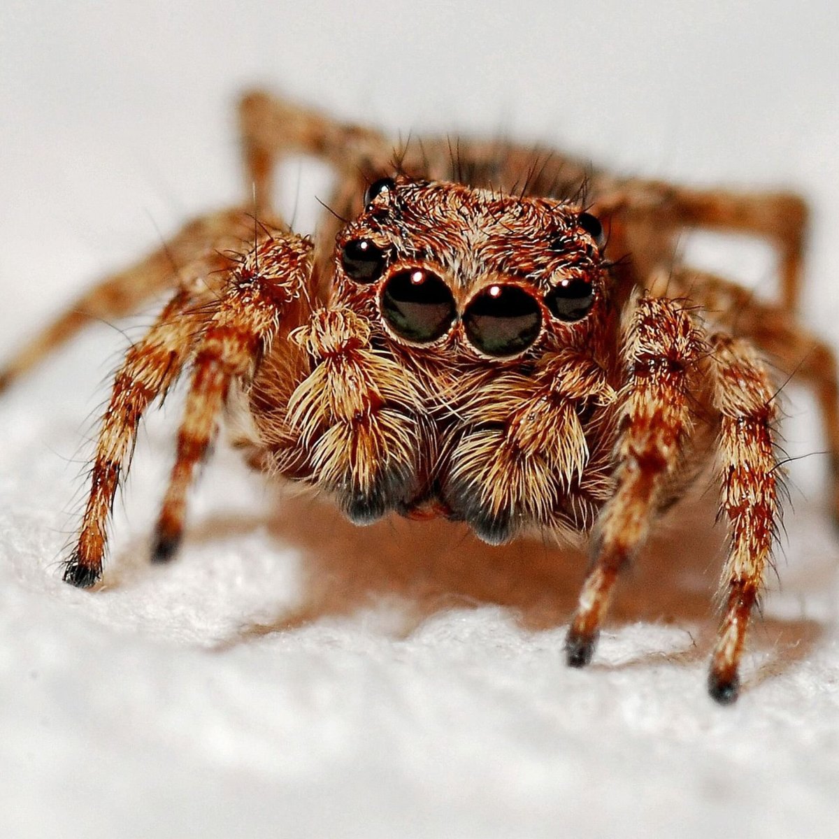 Monocentropus balfouri