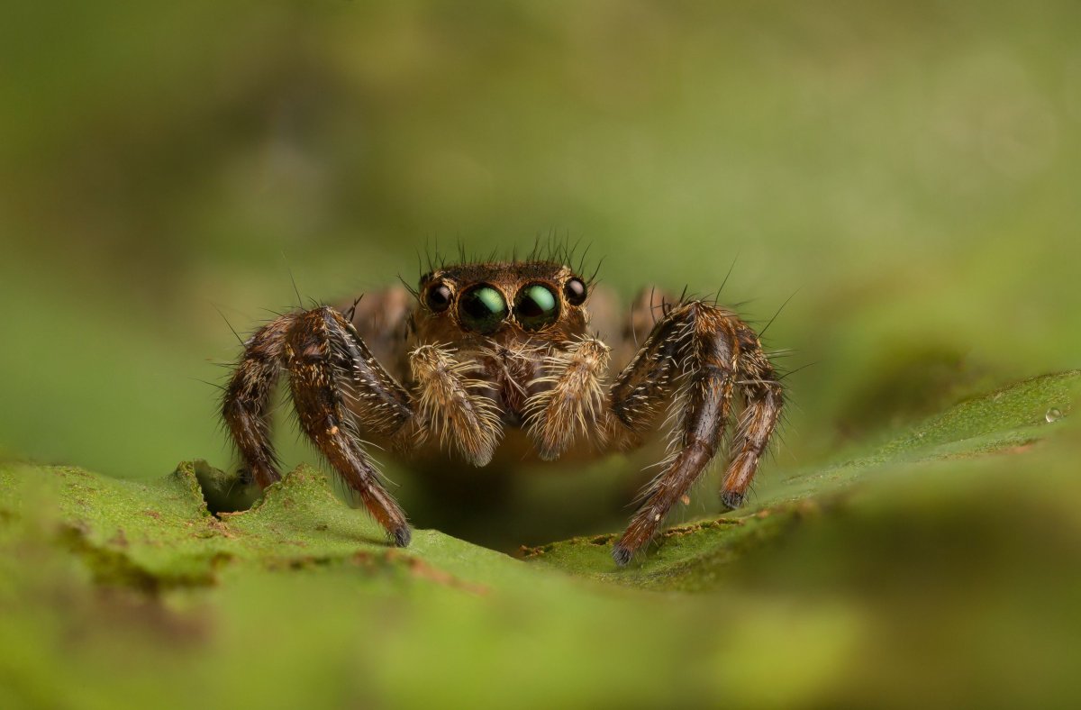 Паук крестовик Дальневосточный