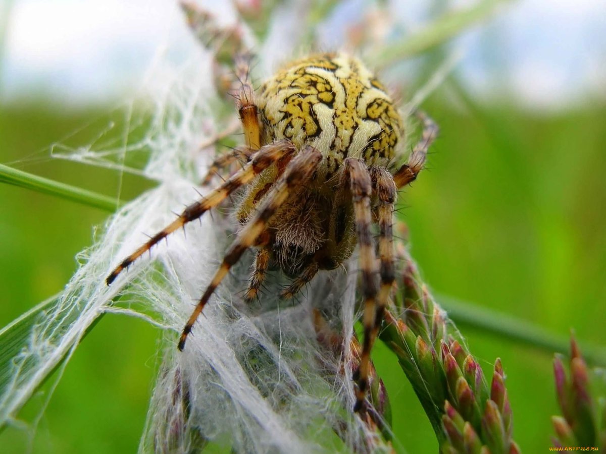 Тигровый паук