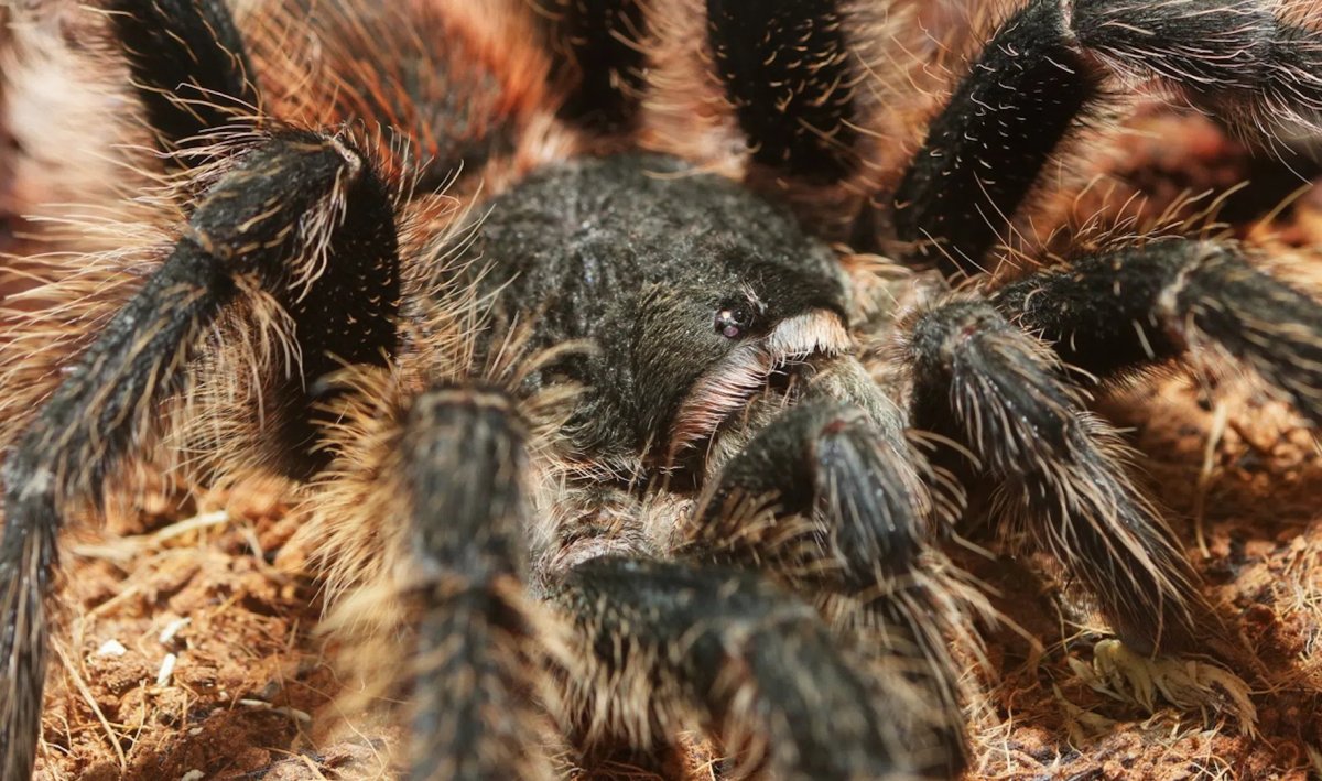 Паук волк паутина