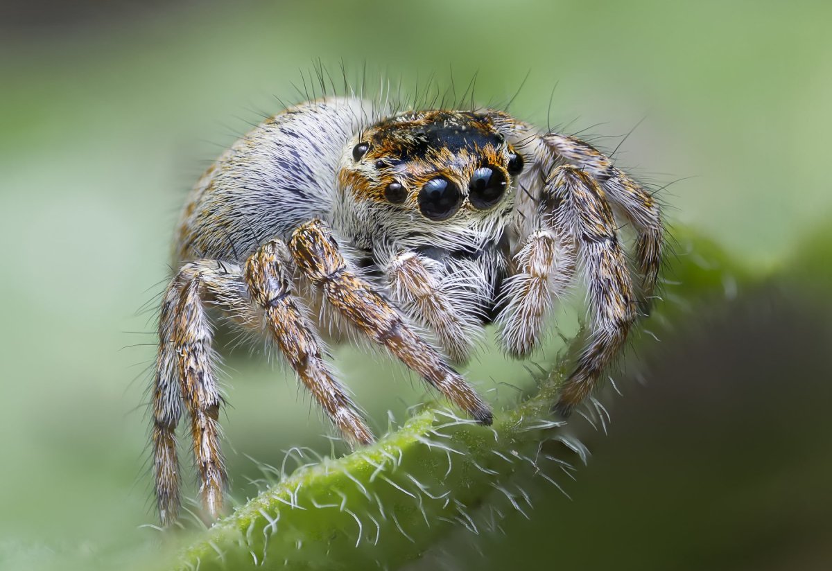 Ядовитые пауки в Башкирии