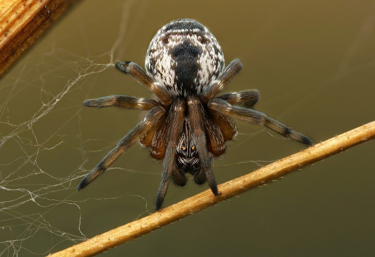 Carrhotus xanthogramma