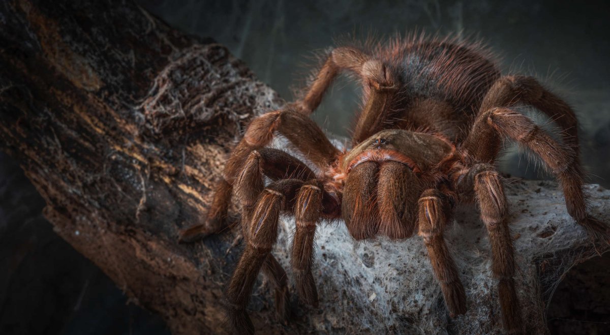 Сибирский паук