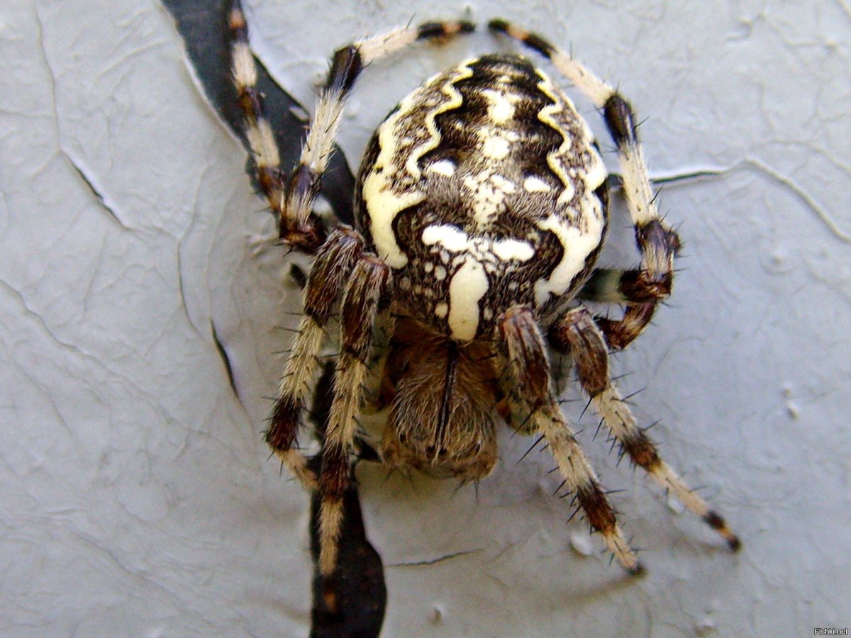 Лапки паука тарантула