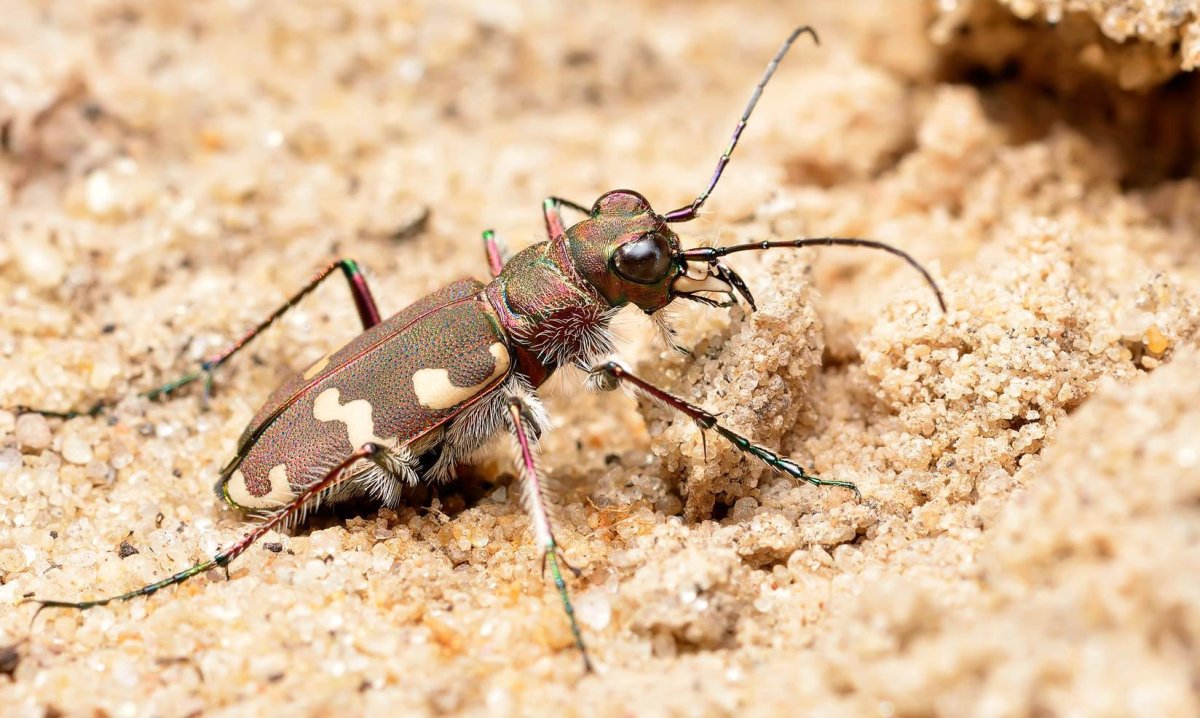 Скакун межняк