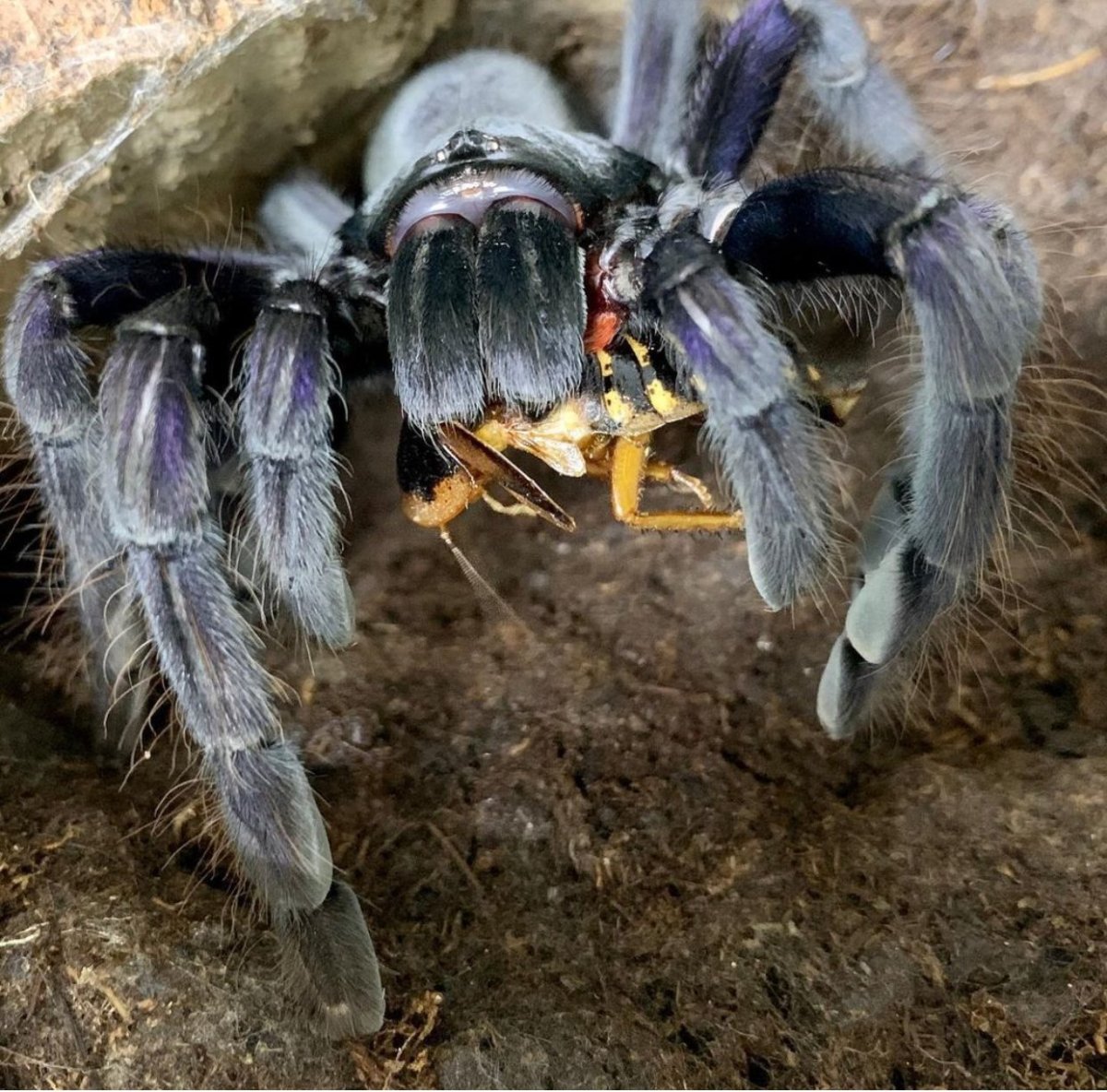 Королевские скакунчик паучок