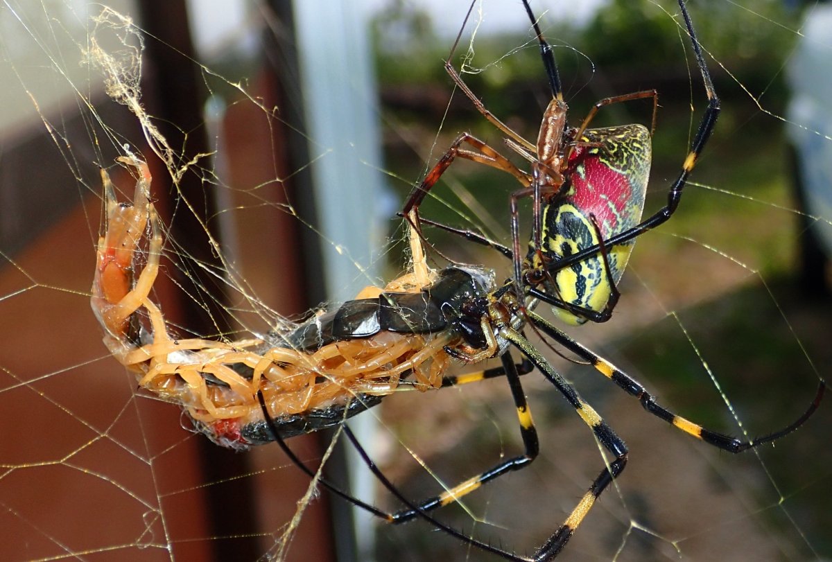 Погребной паук Крым
