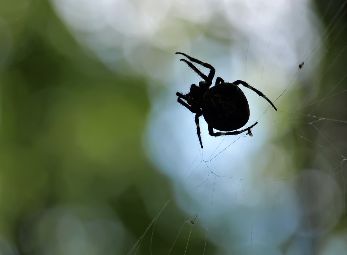 Паук на аву