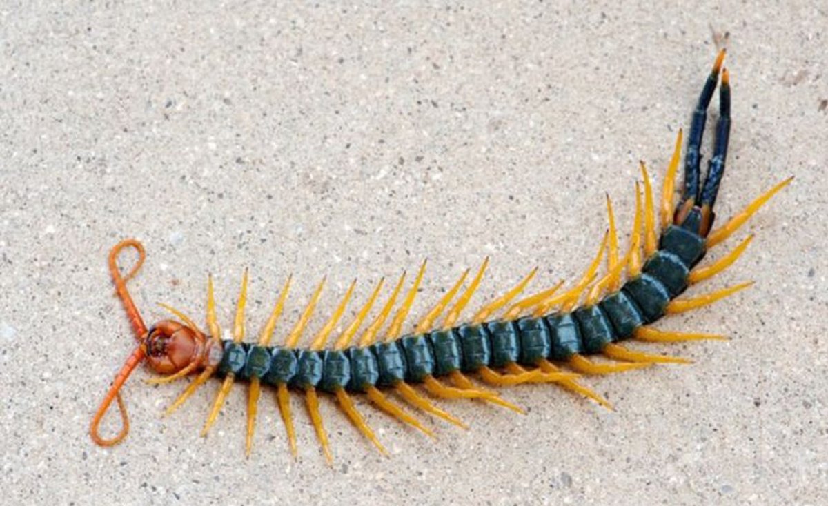 Крымская кольчатая сколопендра