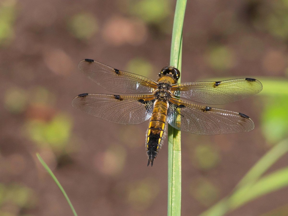 Стрекоза микроскоп