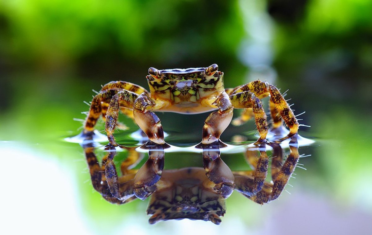 Красивые фото Макросъемка