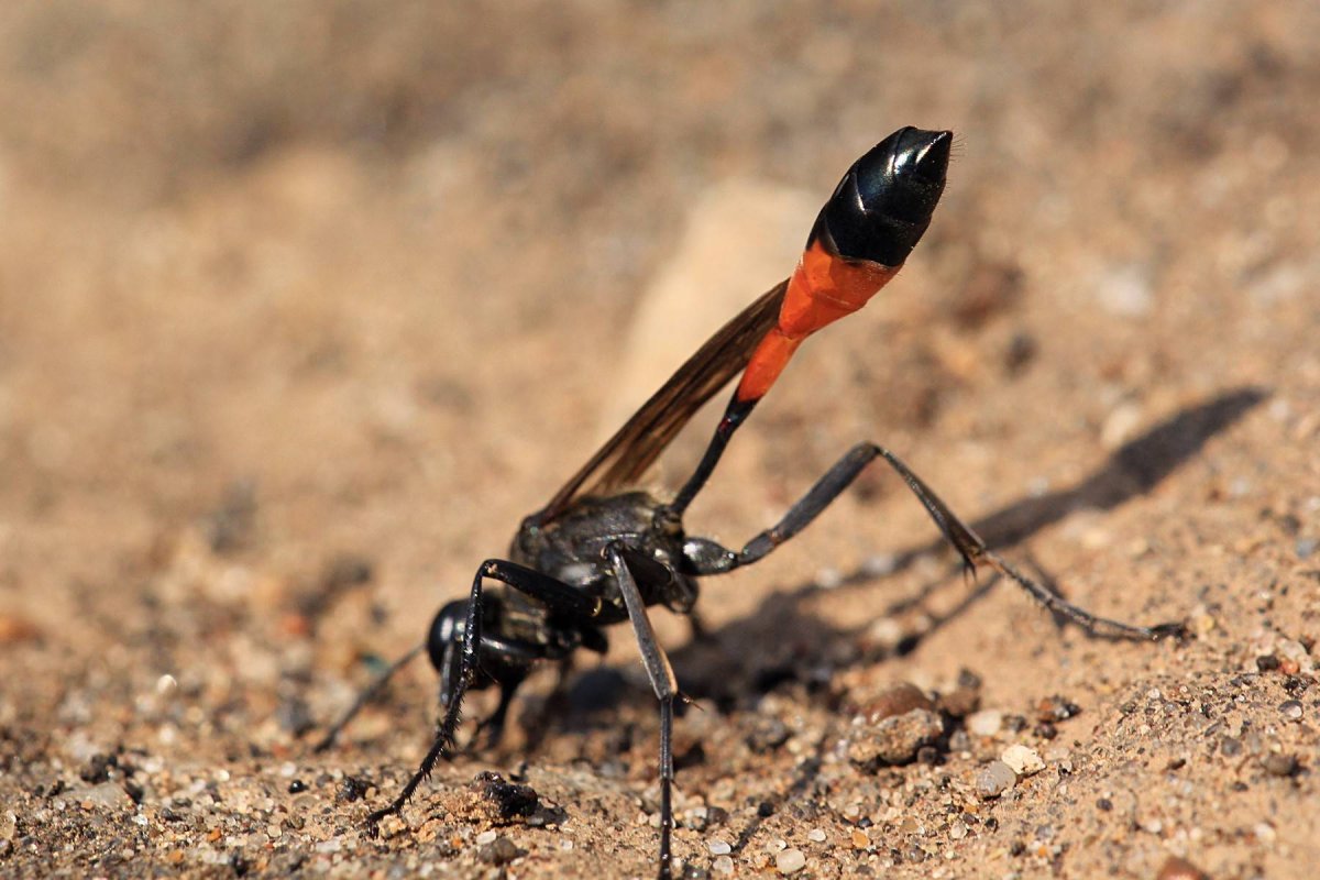 Тигровый Жук