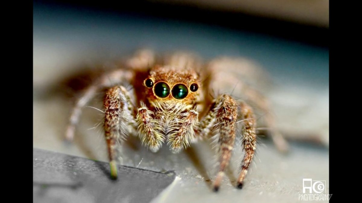 Псалмопеус Виктори