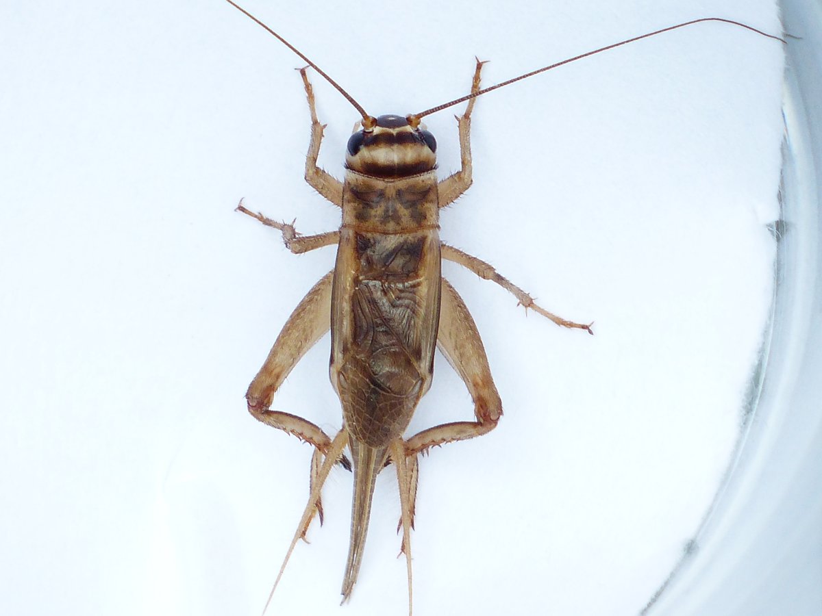 Насекомые с 6 лапками