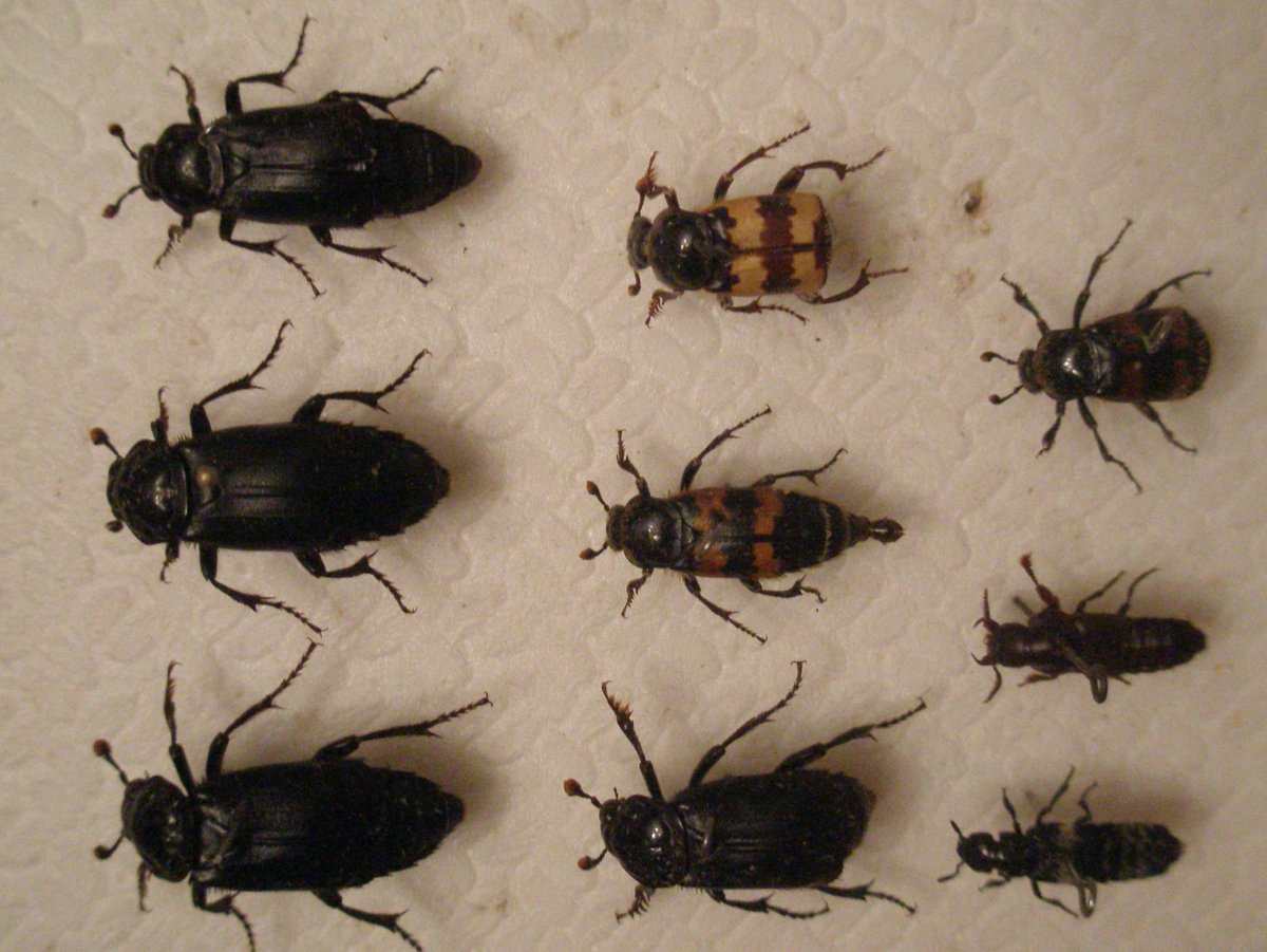 Жук вонючка черный клоп