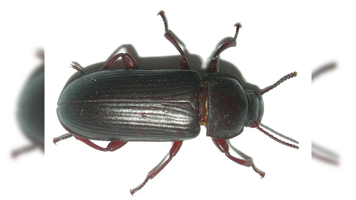 Чернотелки хрущак