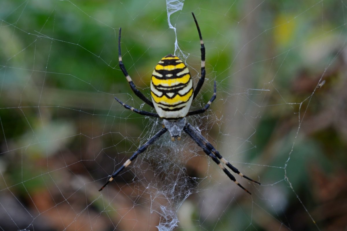 Аргиопа Брюнниха паутина