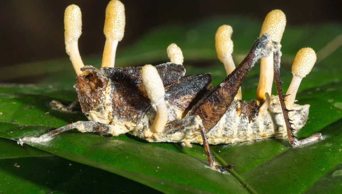 Война насекомых