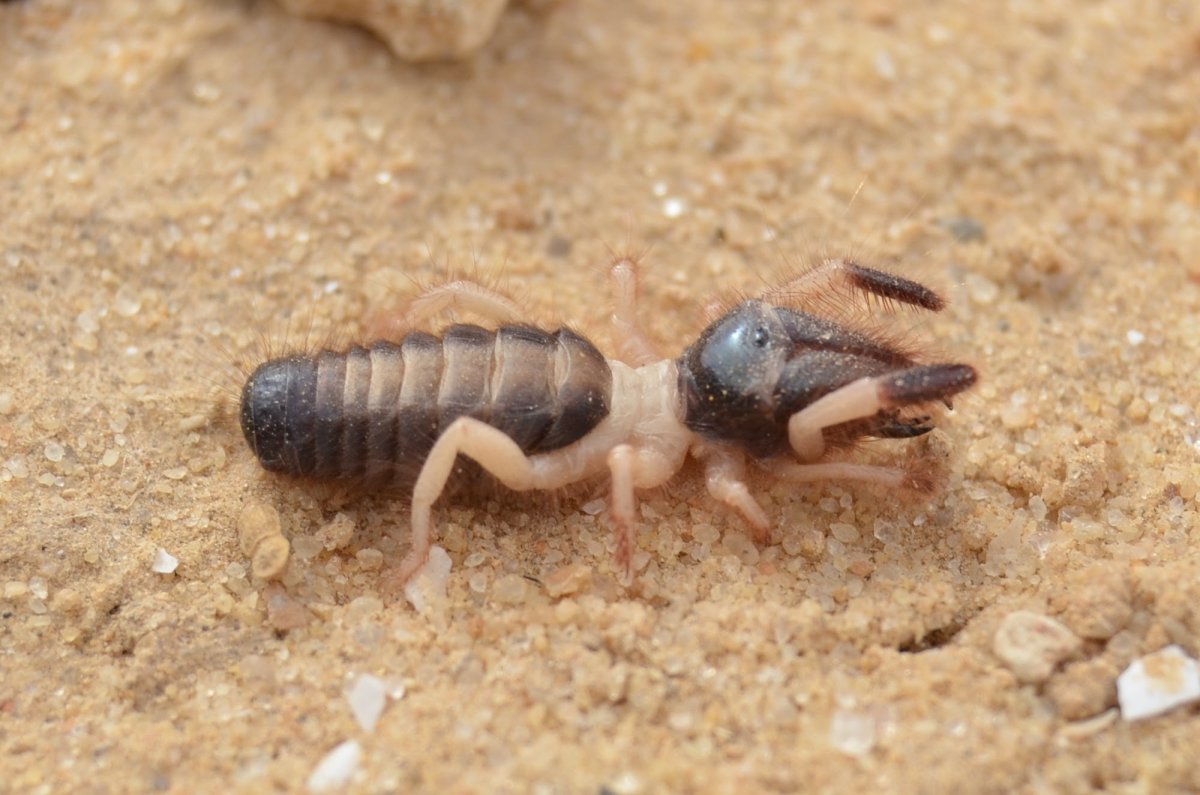 Rhagodima nigrocincta