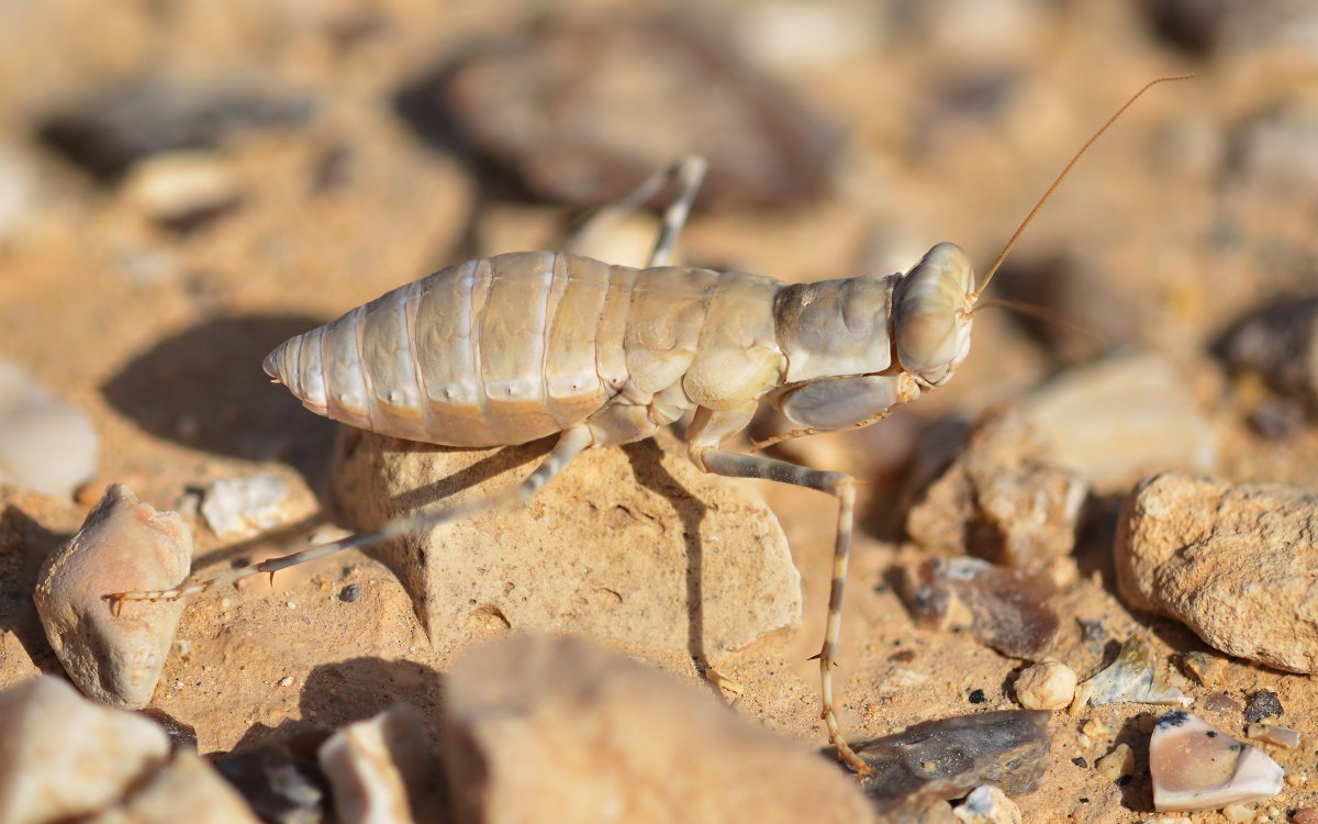 Eremiaphila brunneri