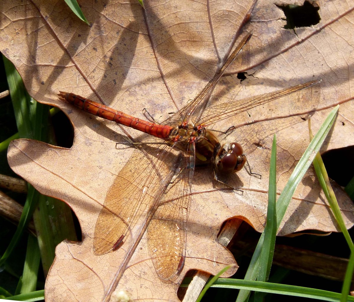 Sympetrum striolatum female