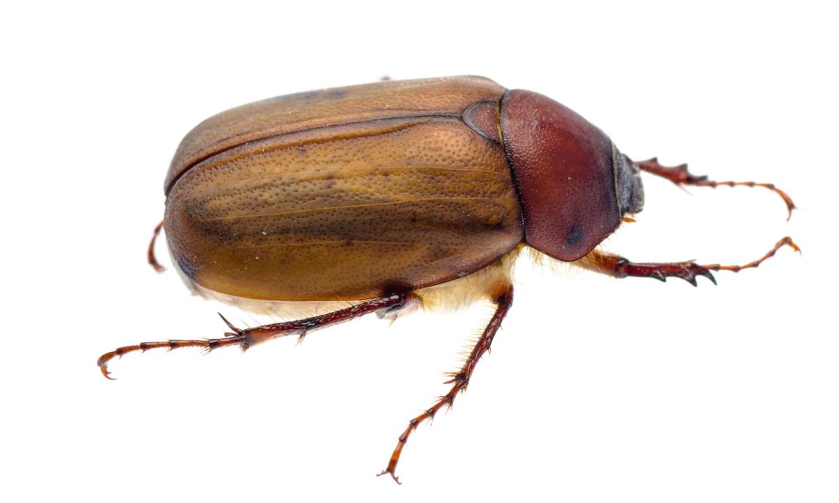 Светло коричневый Жук