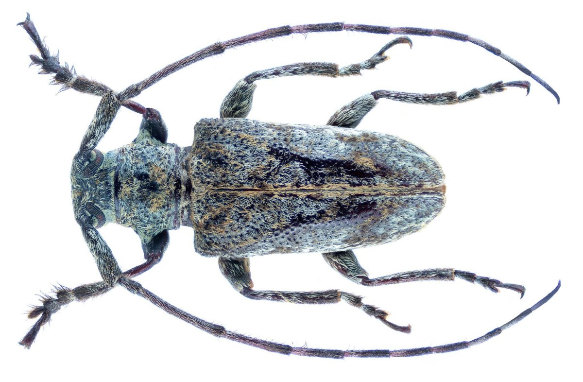 Pellonula Leonensis