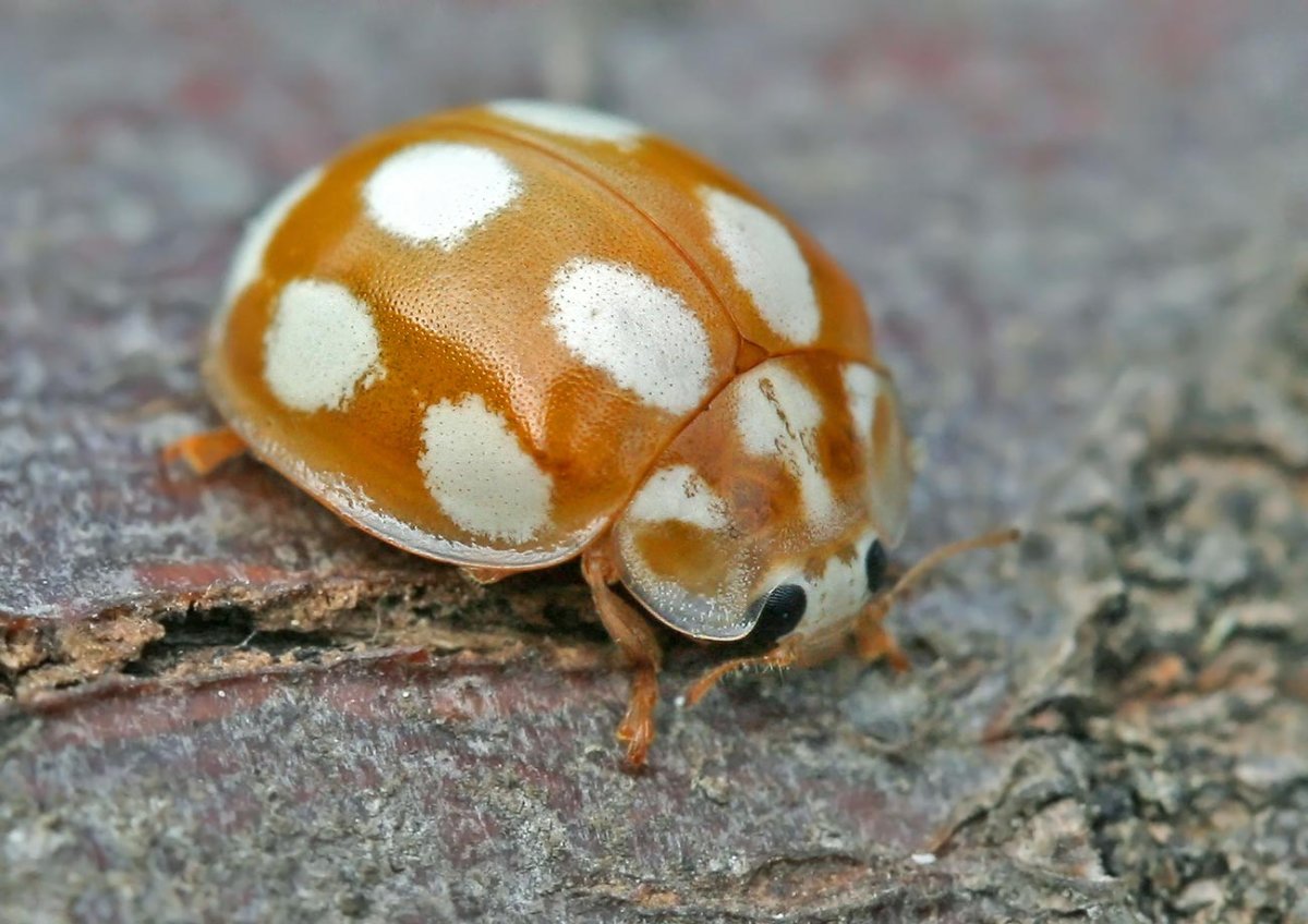 Calvia decemguttata личинка