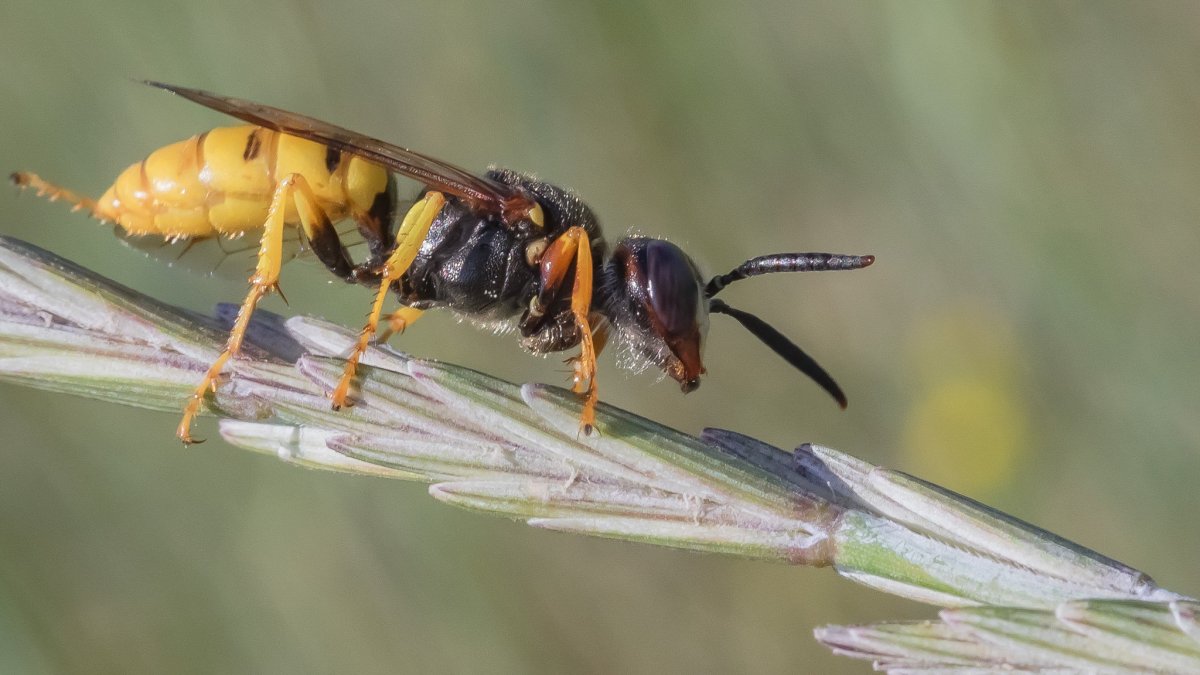 Овод и Шершень