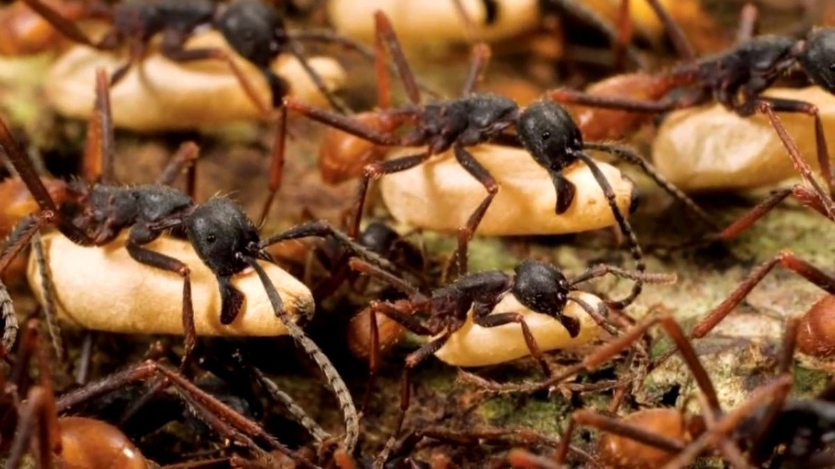 Богомол насекомое зеленый