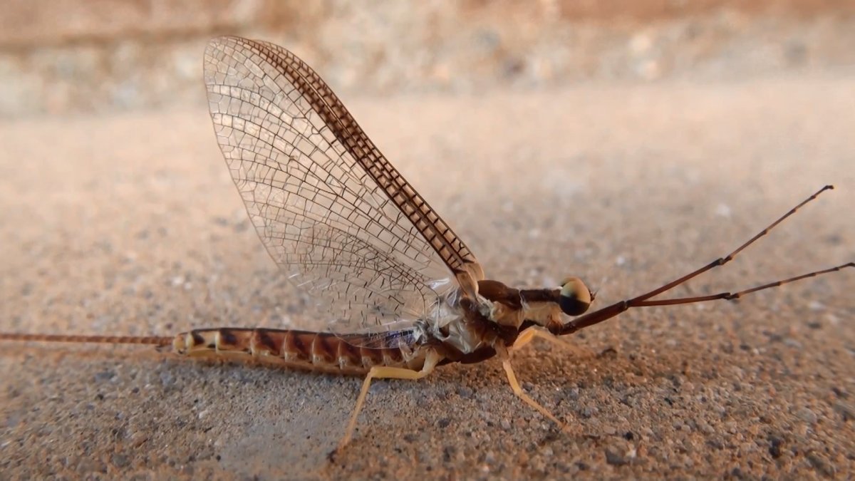 Альпийский усач (Rosalia Alpina)