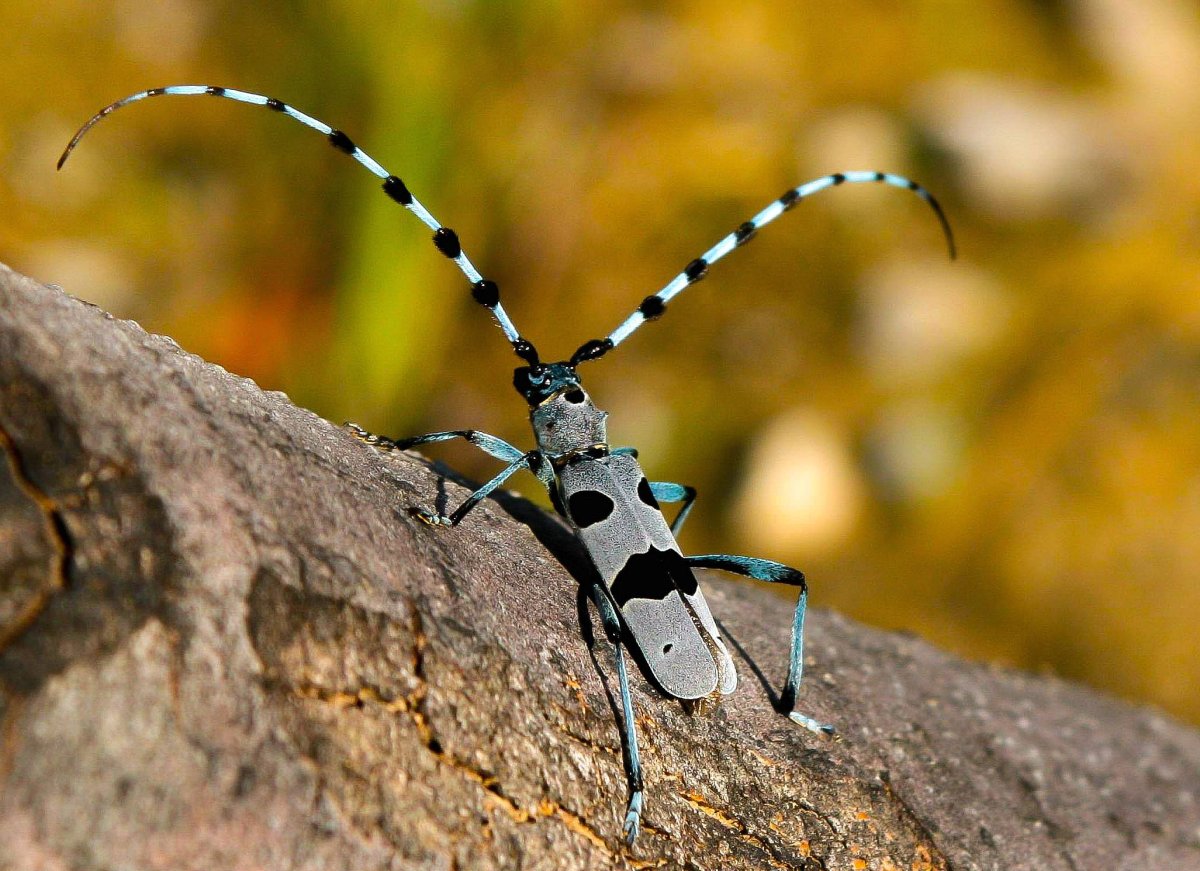 Какие виды насекомых живут в белье