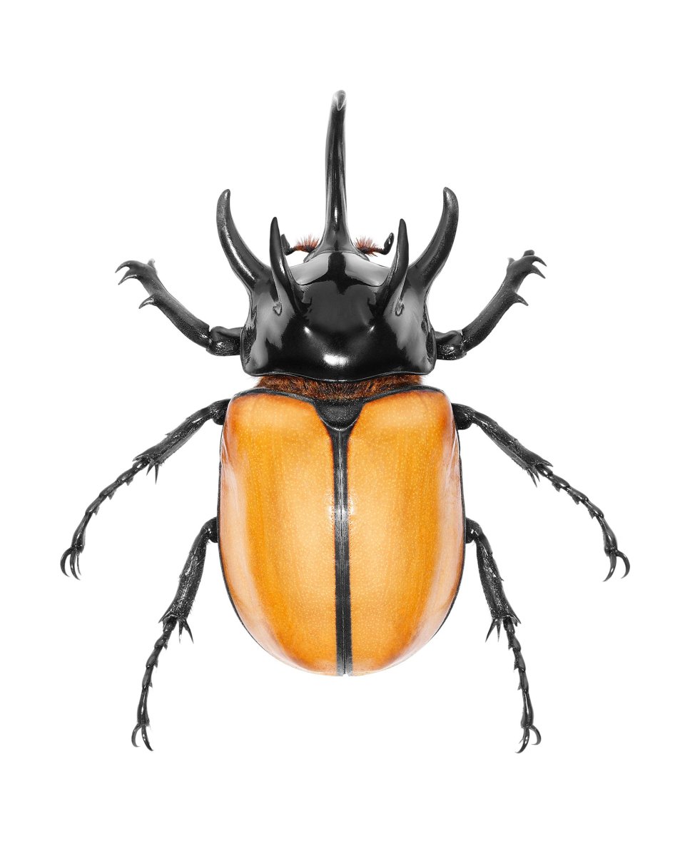 Жук на прозрачном фоне