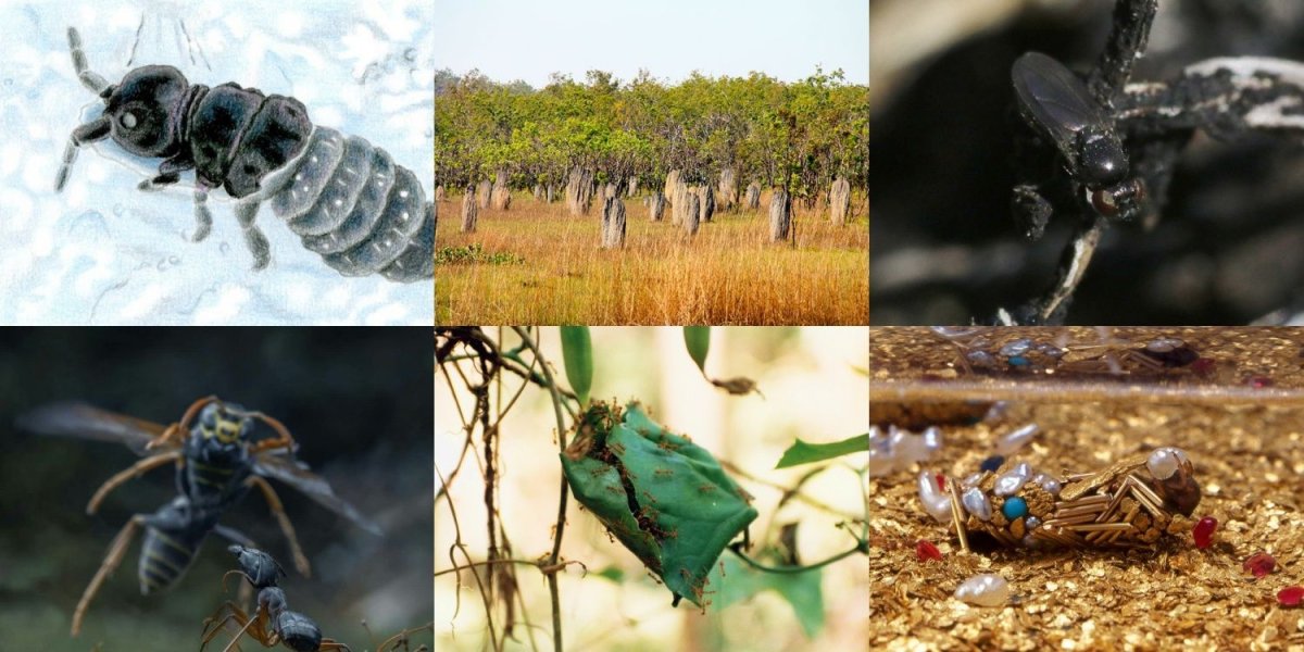 Павлиний кузнечик