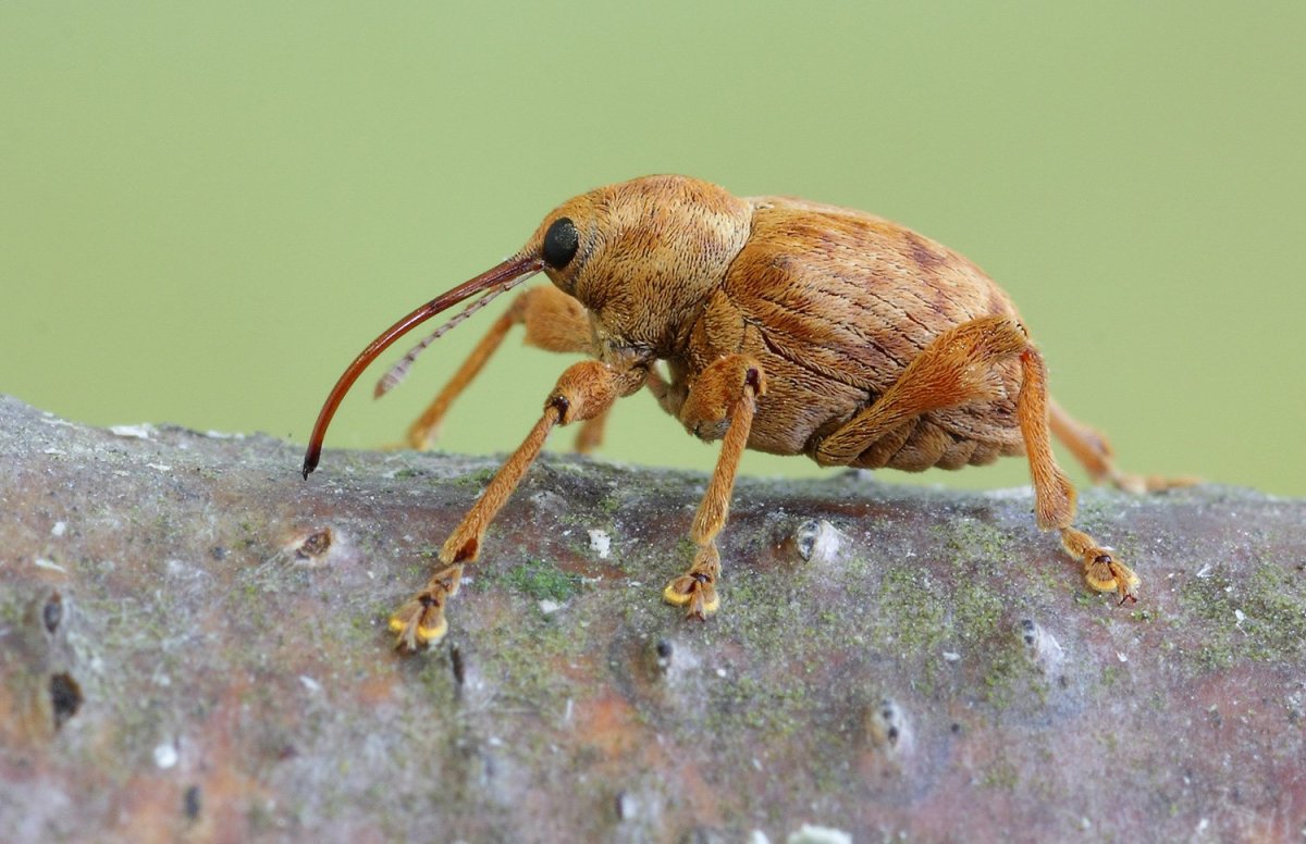 Жук Ореховый долгоносик