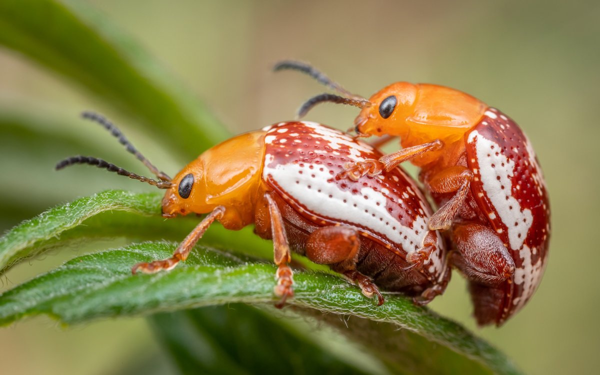 Спаривание навозных Жуков