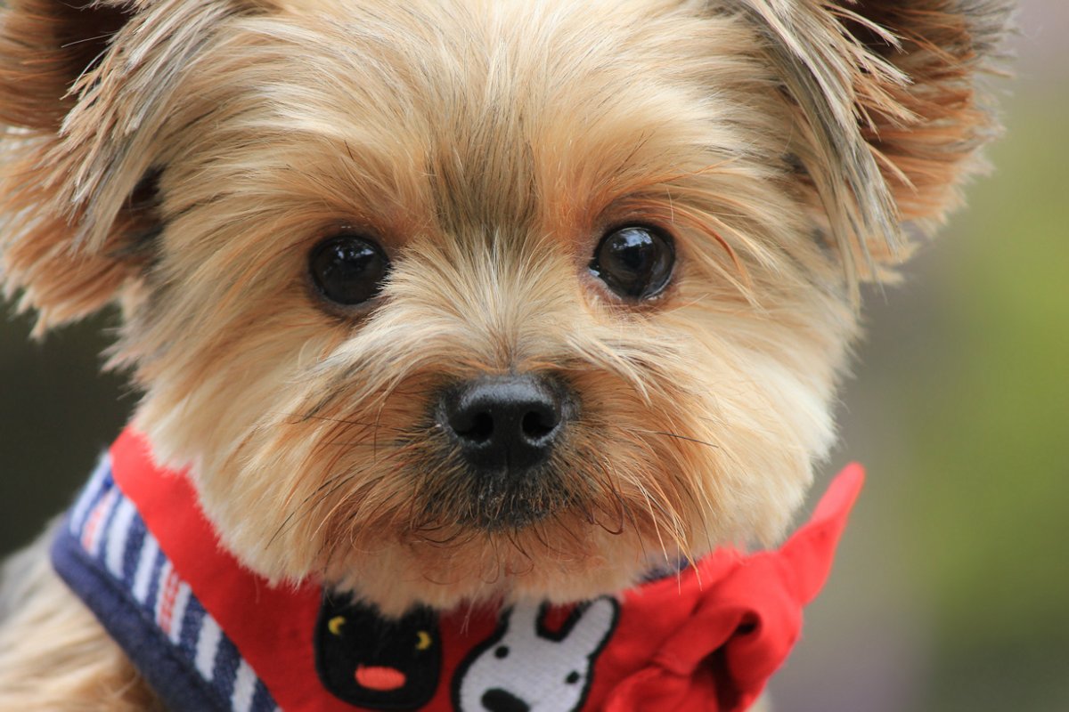 Красивые маленькие собачки