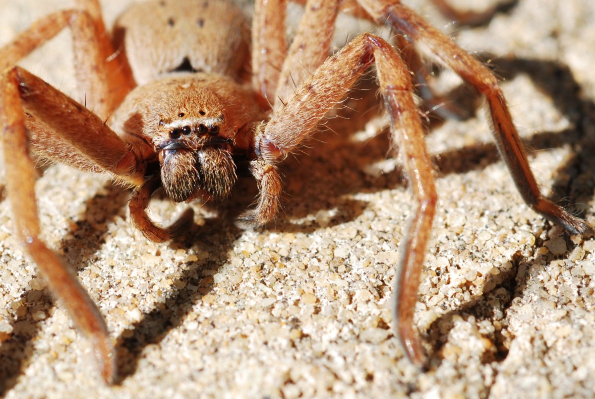 Сольпуга Крымская