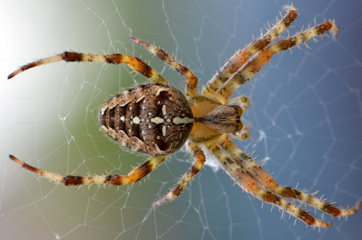 Araneus diadematus паук крестовик