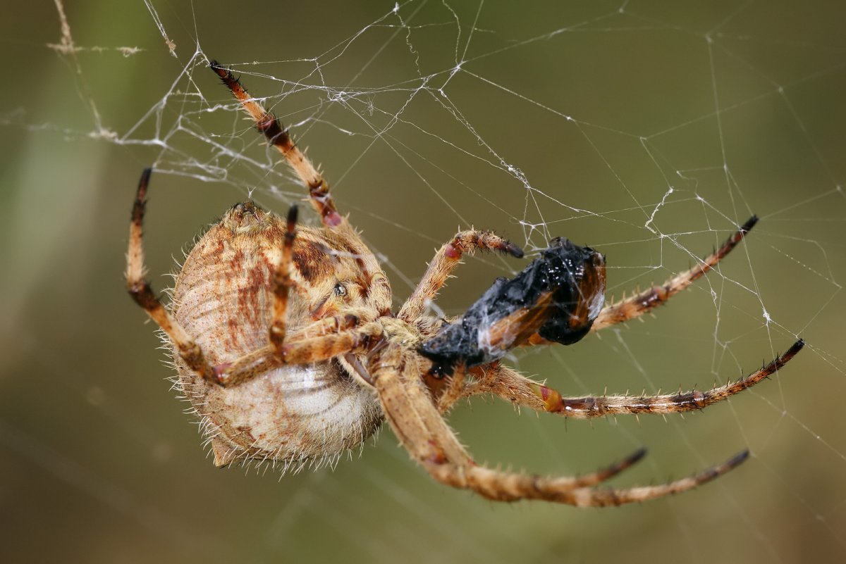 Паук крестовик самец
