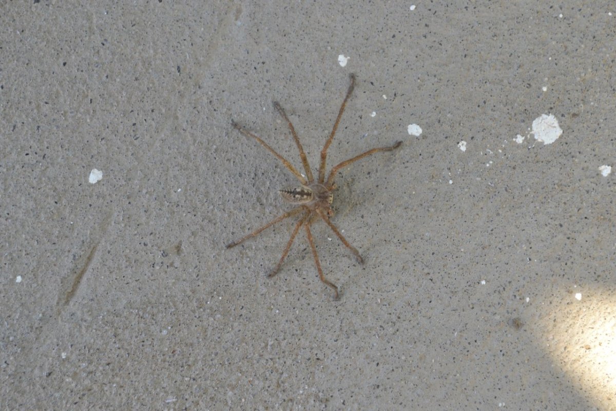 Паук olios Jaenicke