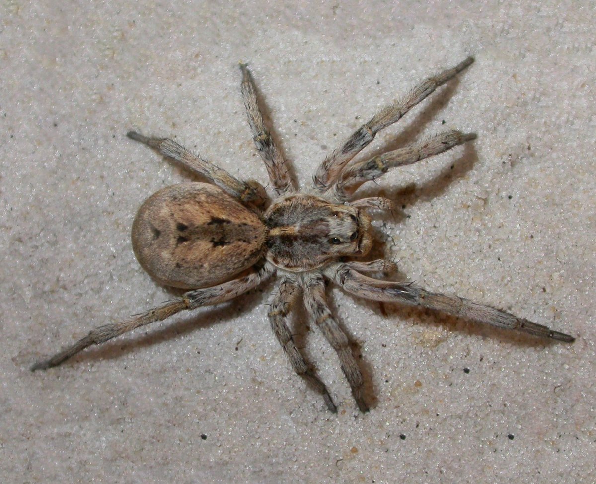 Hogna carolinensis (Carolina Wolf Spider)