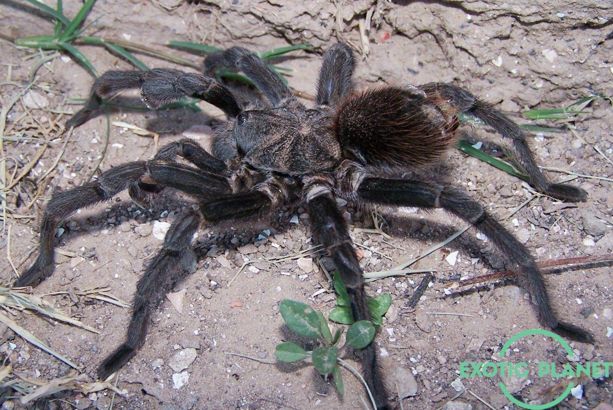 Африканский паук птицеед