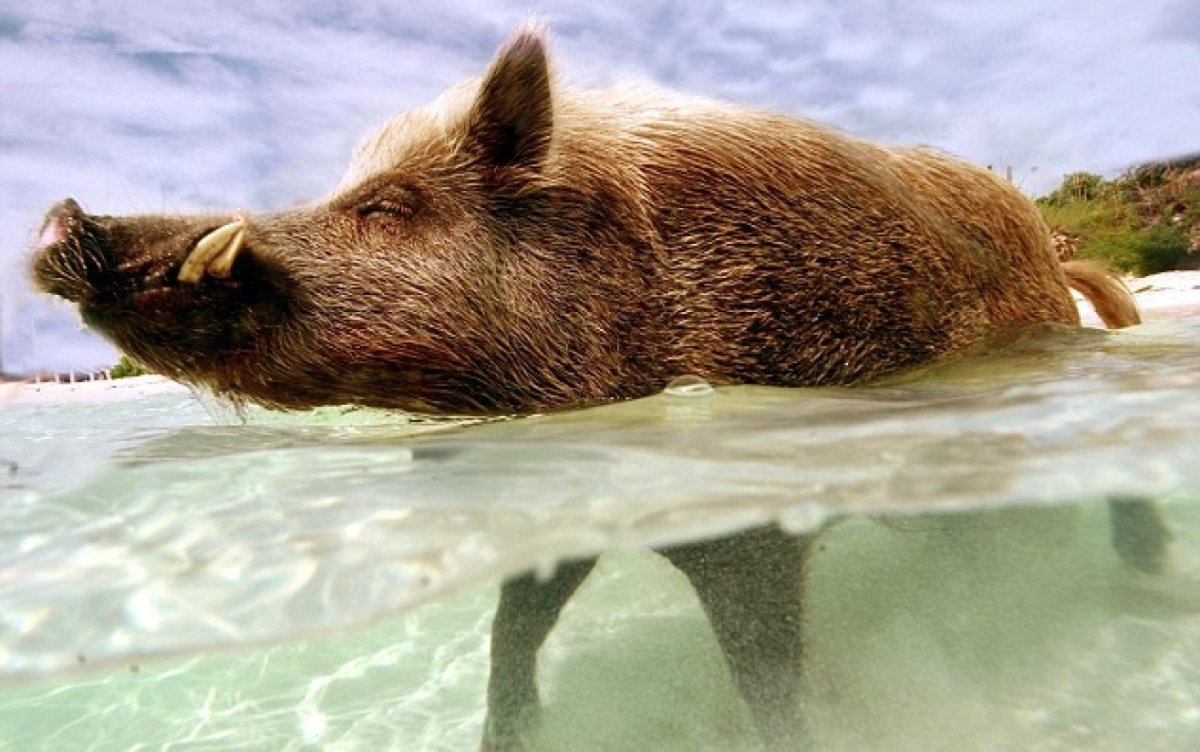 Свинья плавает в море