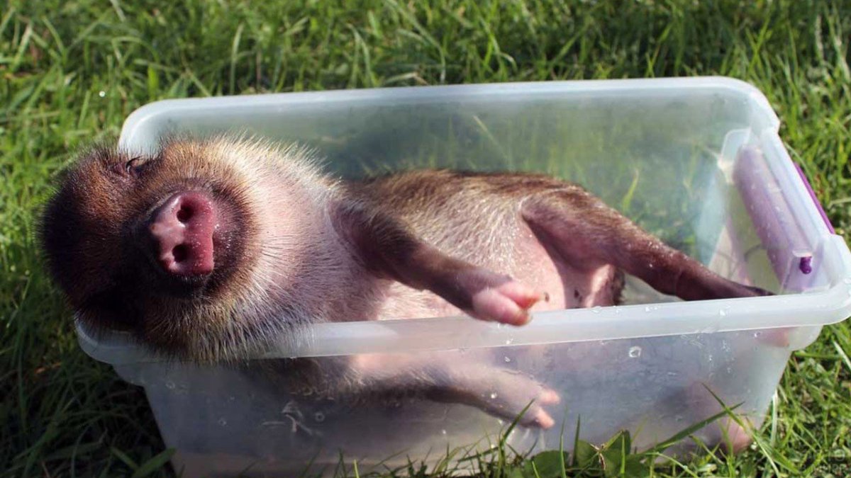 Векторный свинья в луже