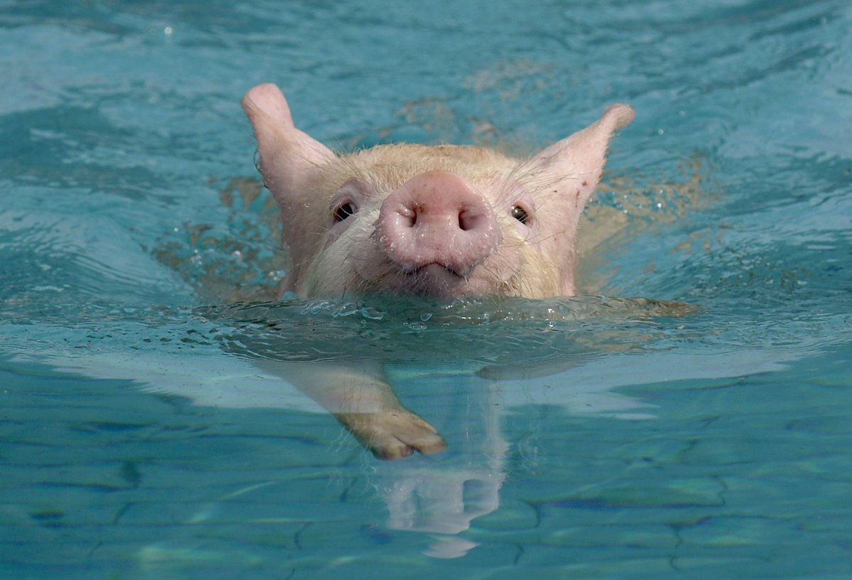 Свинья в бассейне