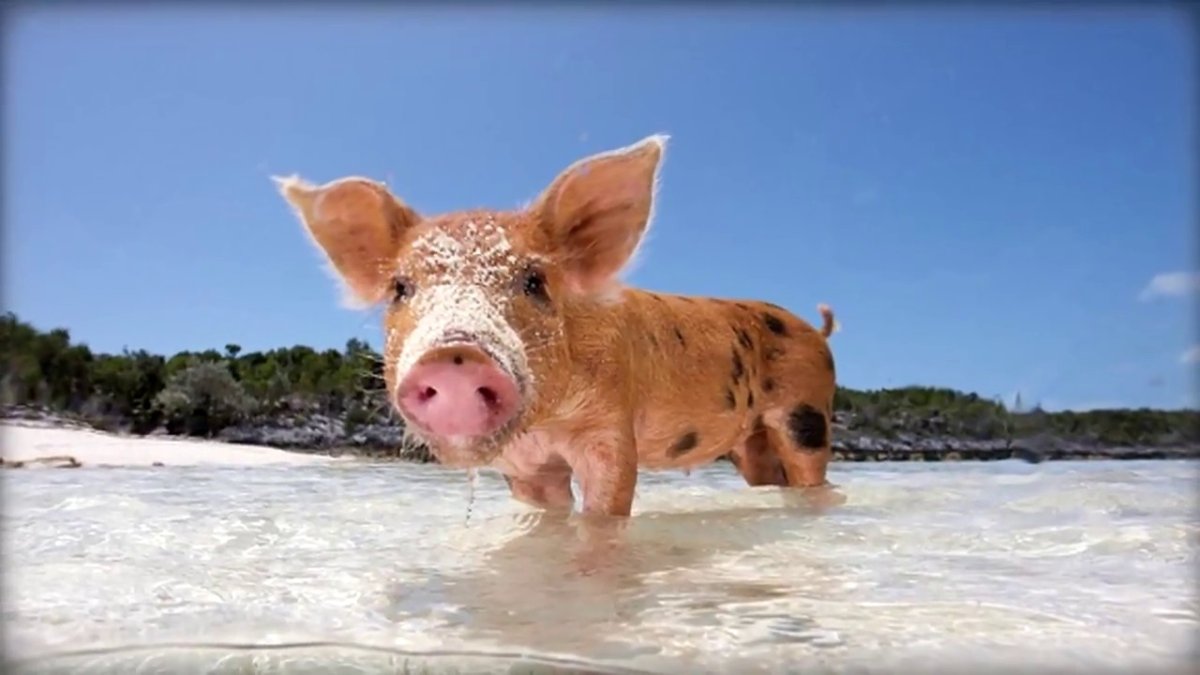 Pig Beach Багамы