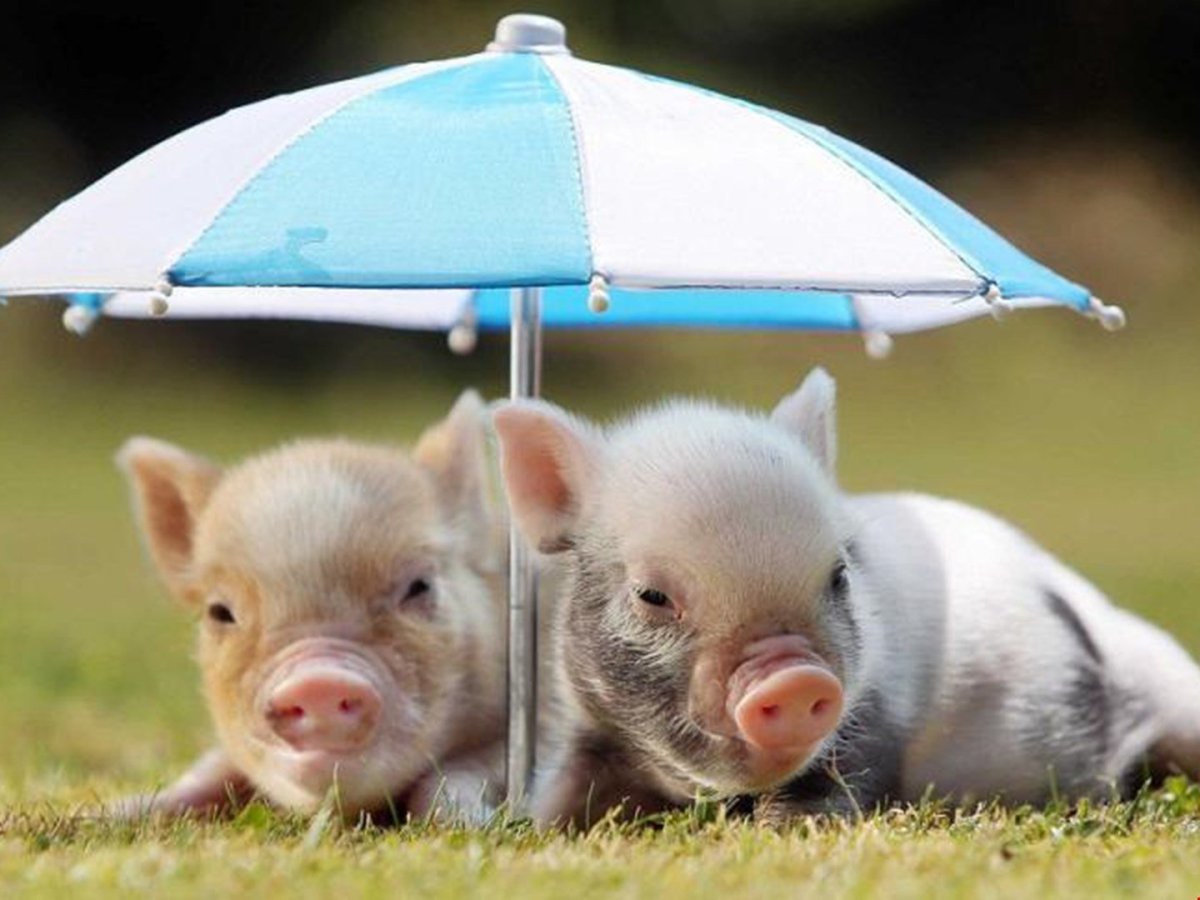 Ванна для собак