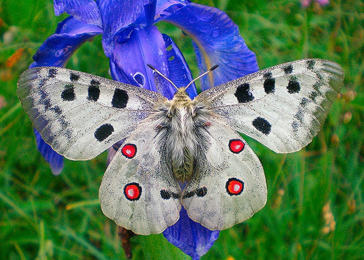 Голубянка Аргус plebejus Argus